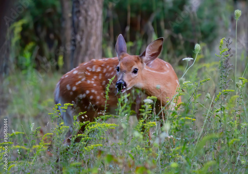 White-tailed deer fawn walking in the forest in the early summer in Canada