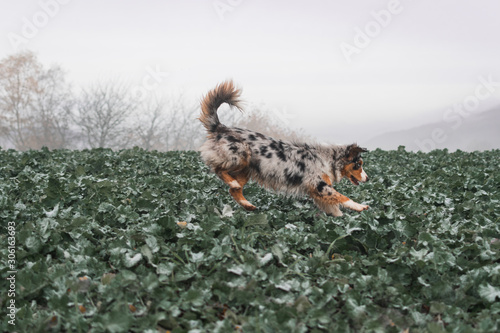 Dog australian shepherd running blue merle in nature 6