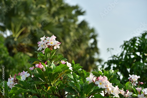 olorful white flowers in the garden. Plumeria flower blooming