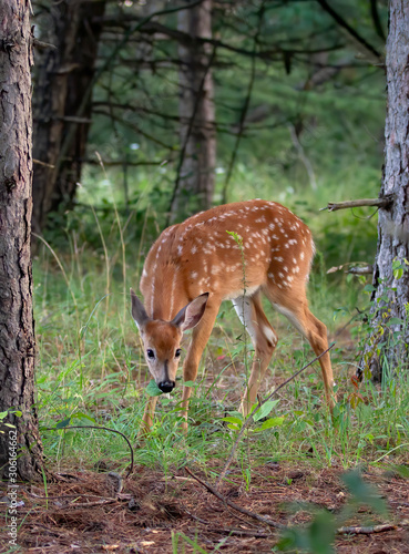 White-tailed deer fawn walking in the forest in the early summer in Canada