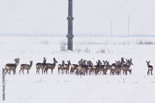 Deer in the snow