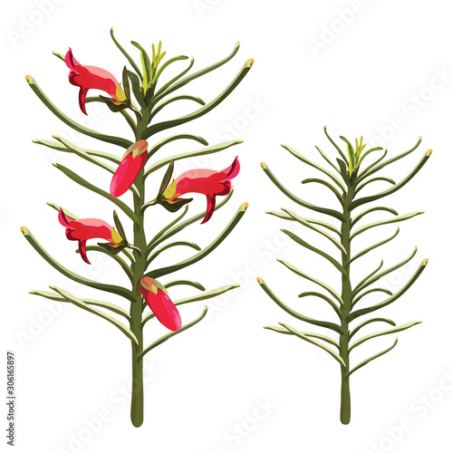 Red eremophila wildflower Vector Illustration