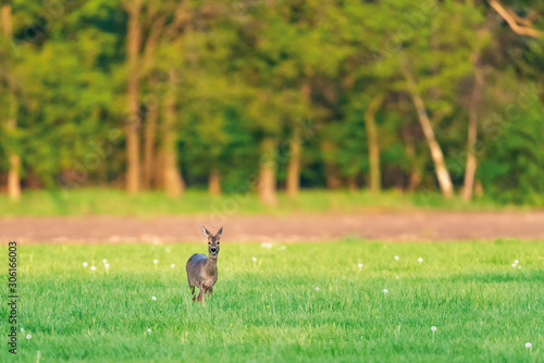 Female roe deer in meadow on sunny day in spring.