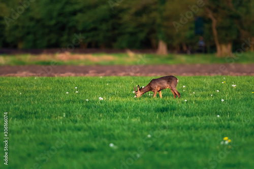 Foraging roebuck in meadow on sunny day in springtime.