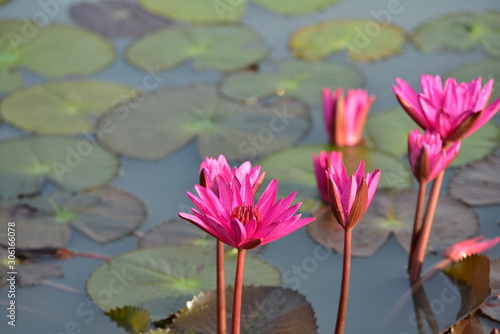 Beautiful pink lotus flowers with green leaves in pond 