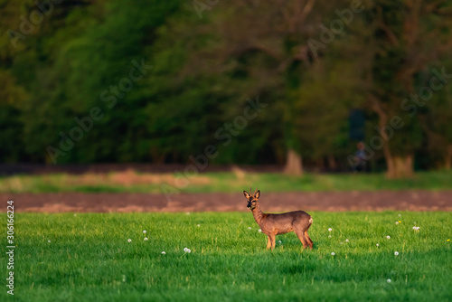 Foraging roebuck in meadow on sunny day in springtime.