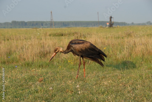 White Stork dirty oil slick, ecological disaster