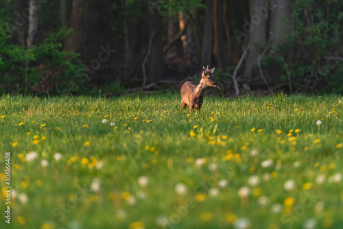 Foraging roebuck in the spring meadow with dandelions.