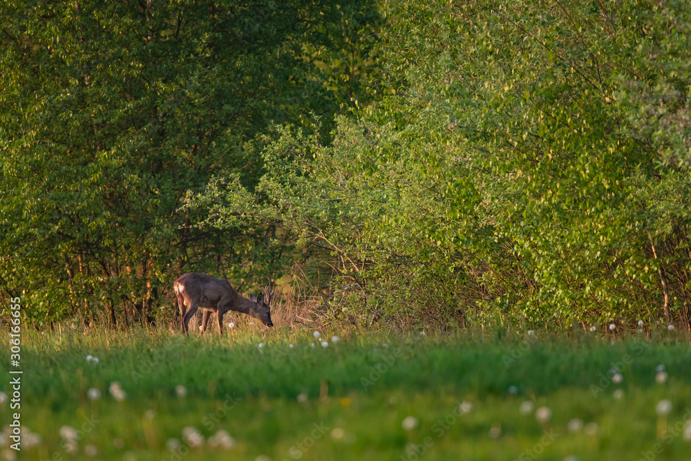 Foraging roebuck in meadow near bushes during early spring. Foraging roebuck in meadow near bushes during early spring.