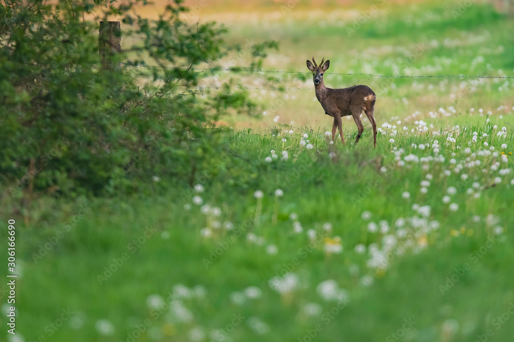 Young roebuck in meadow with dandelions behind barbed wire. Young roebuck in meadow with dandelions behind barbed wire.