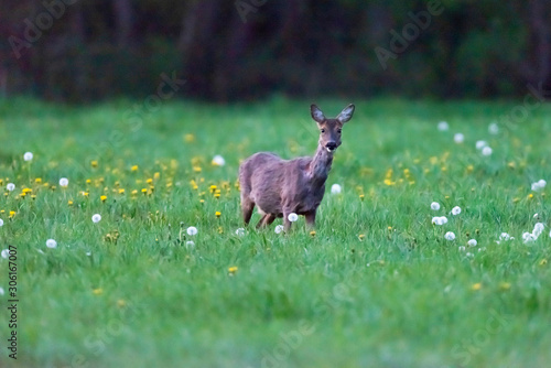 Roe deer eating dandelions in spring.