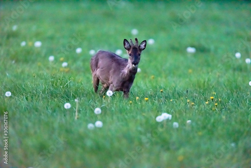 Roebuck in meadow with dandelions during early spring. Side view.