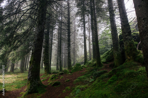 Foggy Norwegian mountain forest