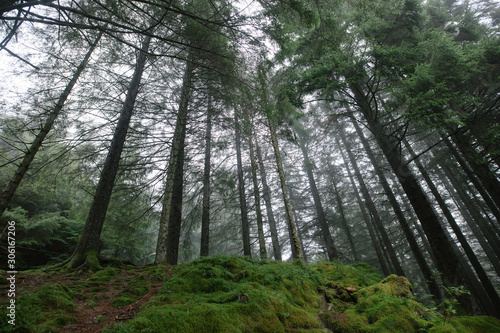 Moody and Foggy  Norwegian mountain forest 