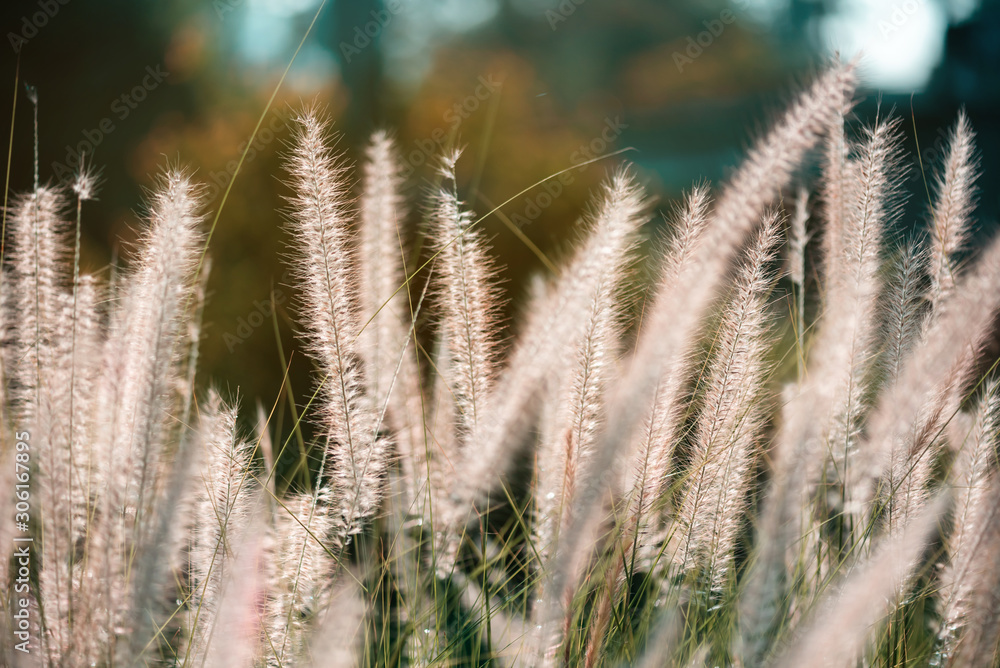 The beautiful sunlight on grass flowers in the meadow. The beautiful sunlight on grass flowers in the meadow.