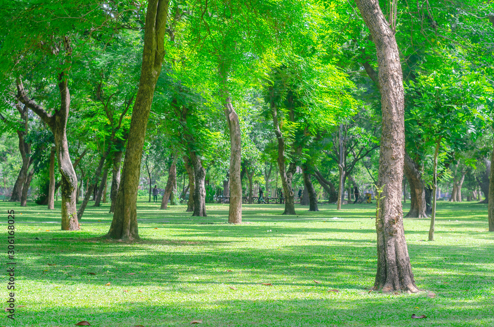 trees in the park with green grass and sunlight, fresh green nature background at out door in city for relax area good breath healthy. green environment garden ozone oxygen save world.