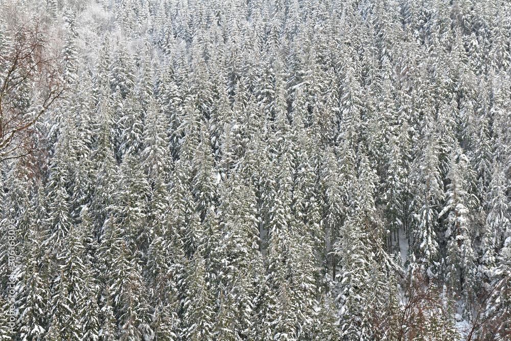 Winter landscape of fir forest on mountain in snow. Carpathian mountains Winter landscape of fir forest on mountain in snow. Carpathian mountains