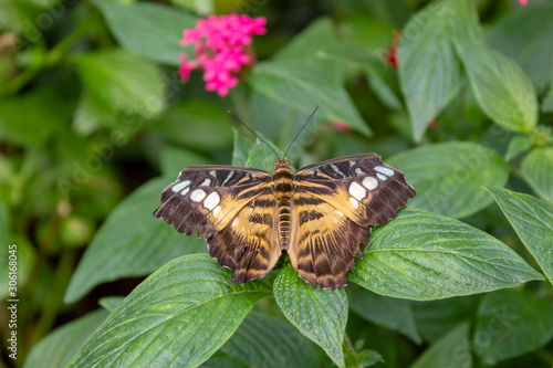 American Painted Lady butterfly (Vanessa virginiensis) on leaf. Natural green background with copy space. photo