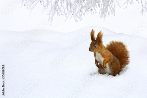 Cute red squirrel in snow in of fir forest with space for text. Winter landscape © Anastasiia Malinich