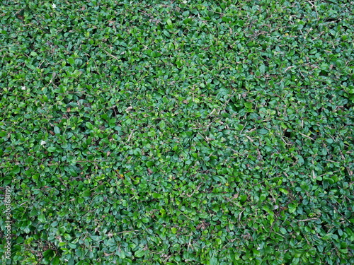 green grass background, green leaves texture, leaf plant