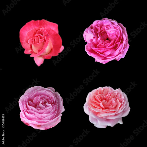 Collection of pink roses