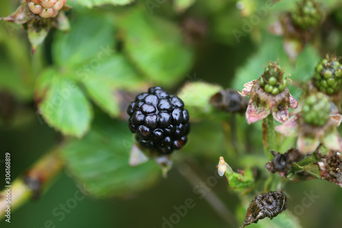 Ripe and unripe blackberry fruits on the bush