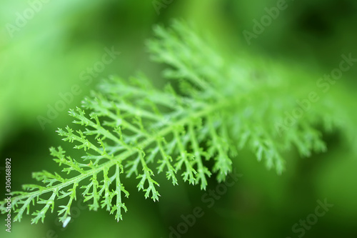 Green leaf of yarrow medical plant close up