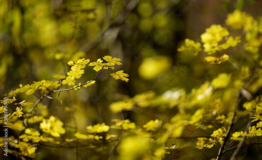 Feuillage arbre jaune automne Feuillage arbre jaune automne