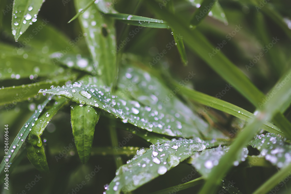 Fresh green grass on summer meadow in water drops after rain. Fresh green grass on summer meadow in water drops after rain.