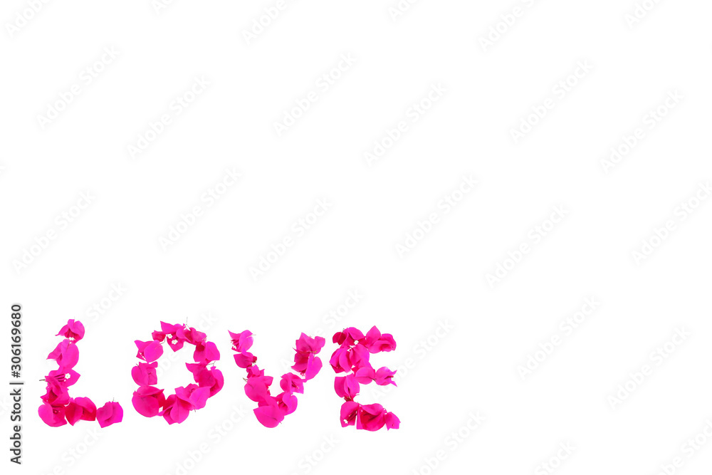 the word love of pink natural bougainvillea flowers for valentines day