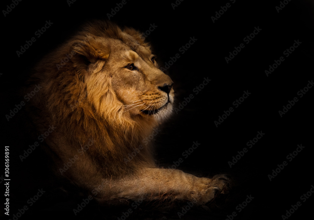 calmness. Calm and confident profile view. powerful male lion with a chic mane impressively lies.