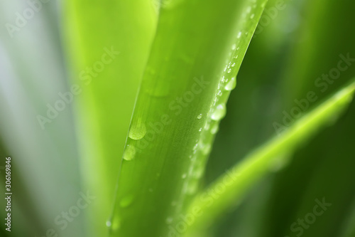House plant green leaves in water drops