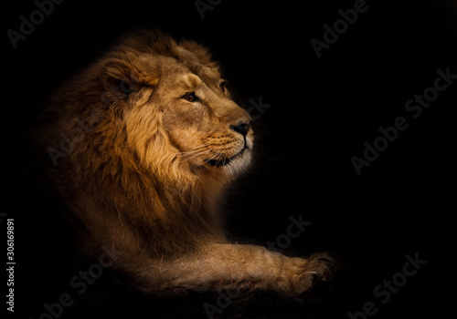 calmness. Calm and confident profile view. powerful male lion with a chic mane impressively lies.