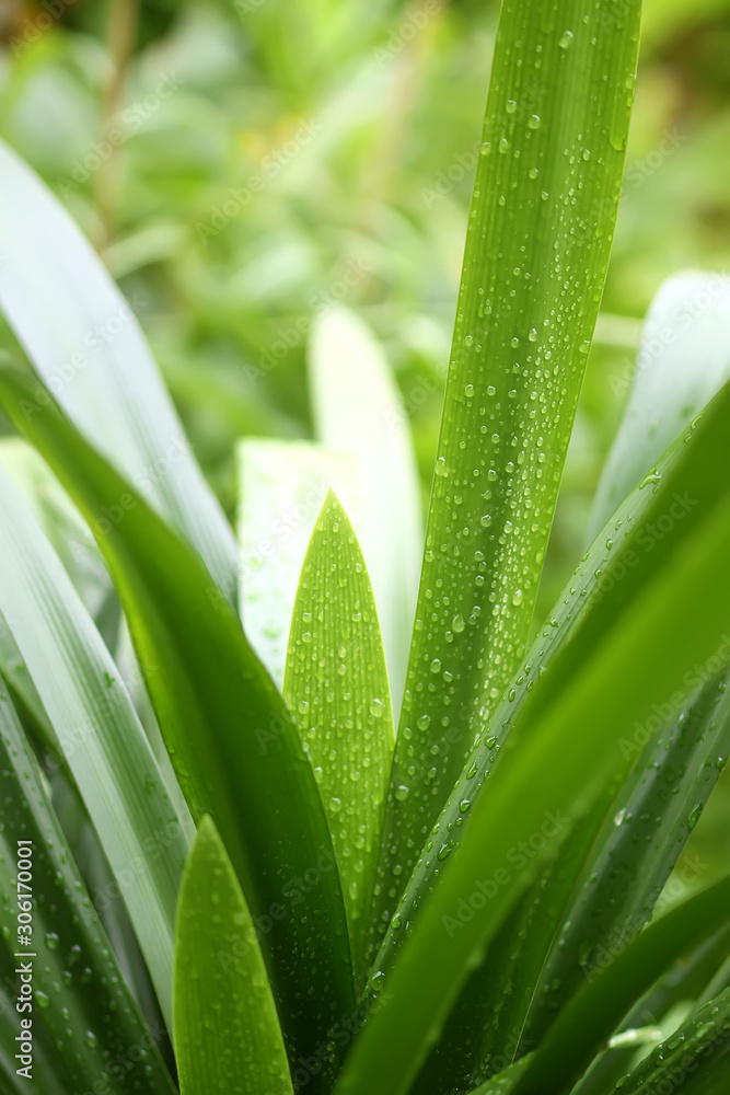 Obraz premium House plant green leaves in water drops