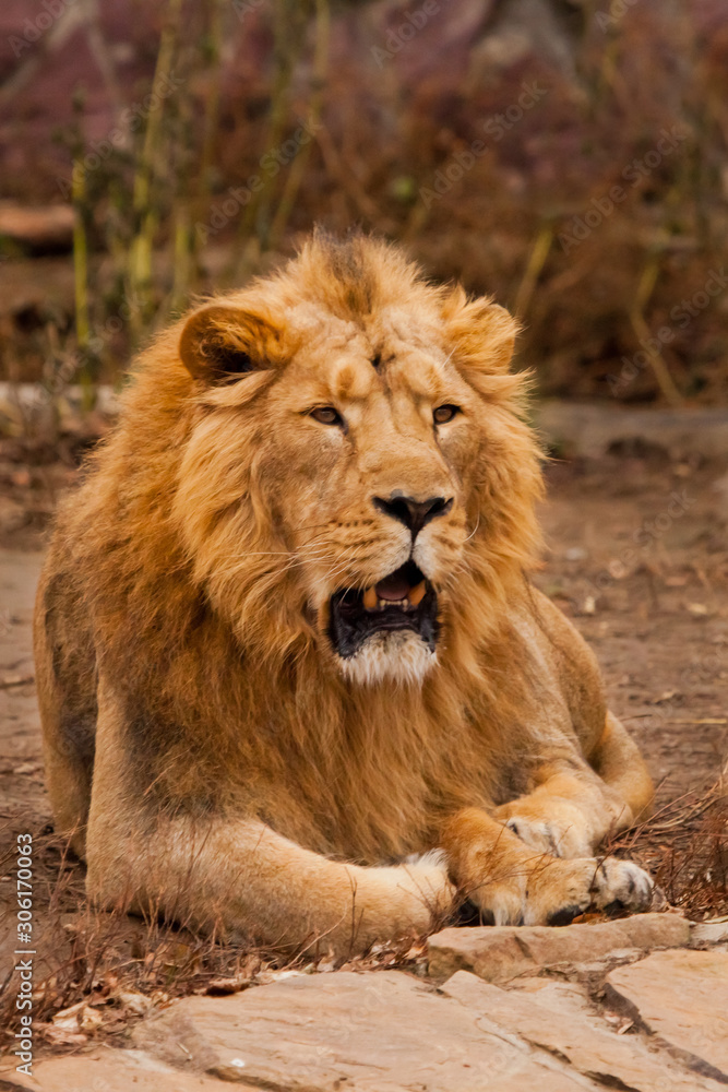 Tired, jaws ajar powerful body. powerful male lion with a chic mane impressively lies. Tired, jaws ajar powerful body. powerful male lion with a chic mane impressively lies.
