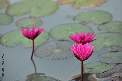 Beautiful pink lotus flowers with green leaves in pond