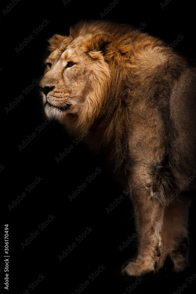 power and strength. powerful Asian lion male against the background of a dark cave, bamboo is lying under his feet. Black background.