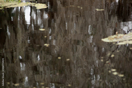 Swamp water reflecting