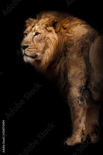 power and strength. powerful Asian lion male against the background of a dark cave  bamboo is lying under his feet. Black background.