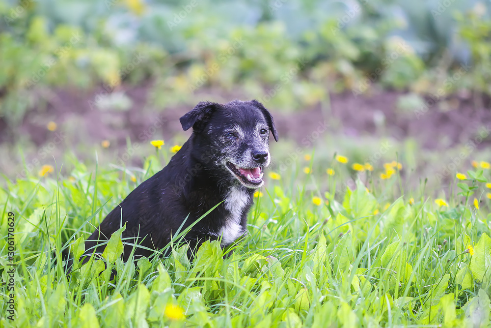 Mongrel dog in green meadow in countryside