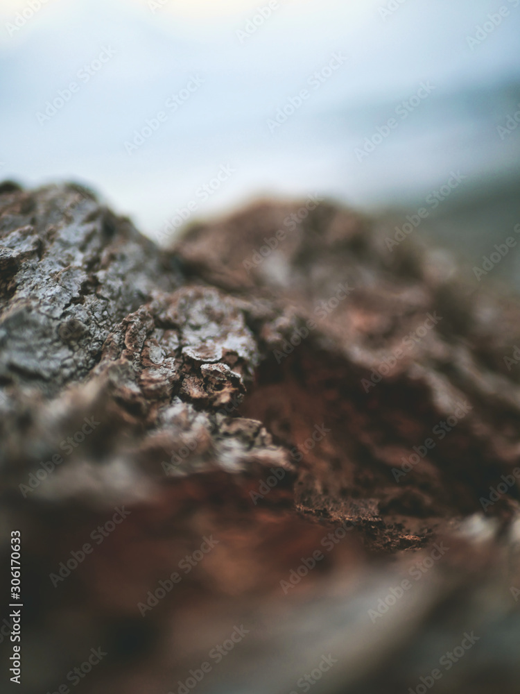 wood texture close up wood texture close up