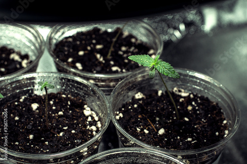 Cannabis Seedlings In Veg