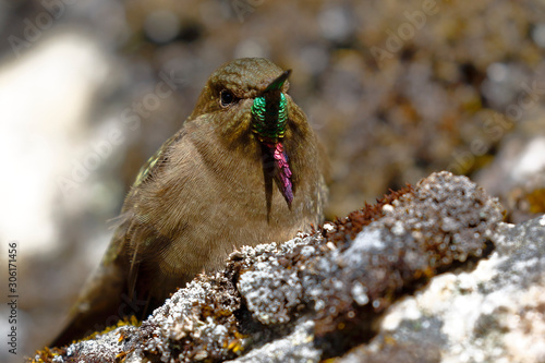 olivaceous Thornbill (Chalcostigma olivaceum) perched on a rock in the Andean heights. photo