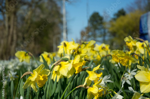 Fototapeta Naklejka Na Ścianę i Meble -  daffodils in the garden