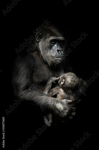 tender monkey with a baby in her arms. Gorilla monkey mother  nurses her little baby infant, cute scene. isolated black background.