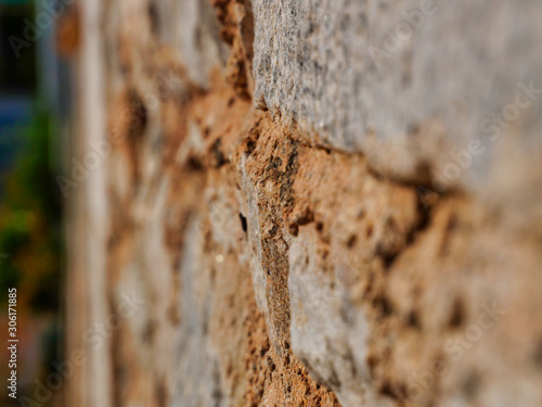 old wood texture of birch bark of a tree