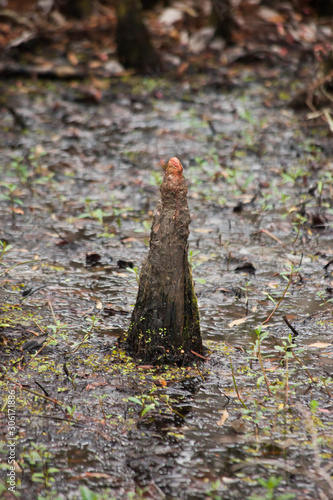 Cypress knees outdoors in a swamp