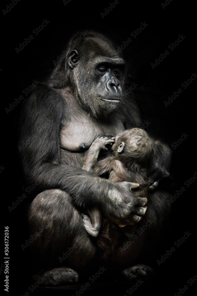 Gorilla monkey mother  nurses her little baby infant, cute scene. isolated black background.