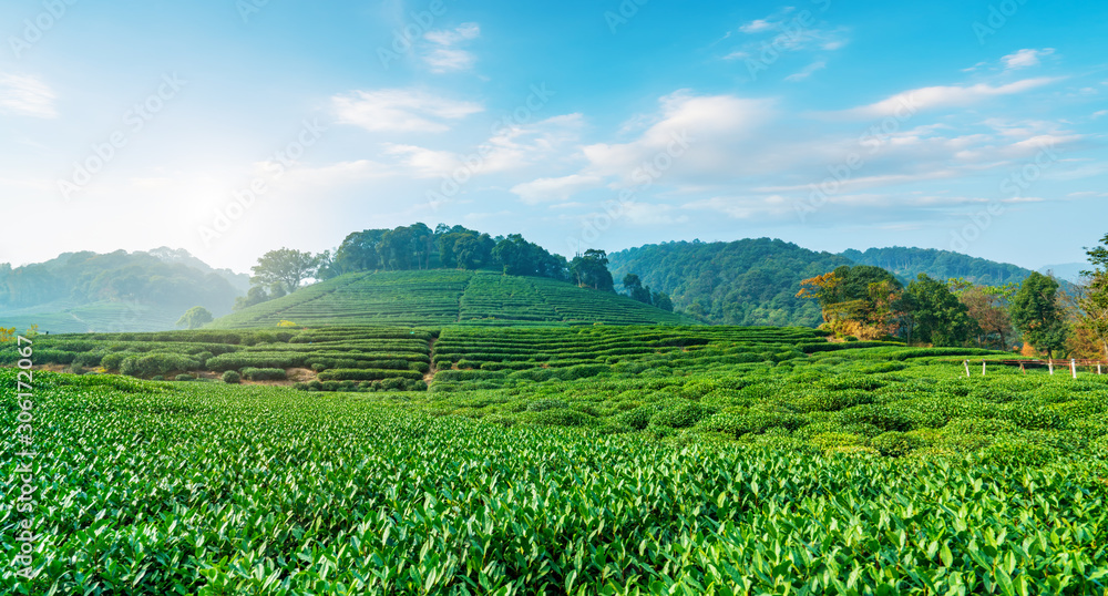 Origin of Longjing tea in West Lake of Hangzhou.. Origin of Longjing tea in West Lake of Hangzhou..