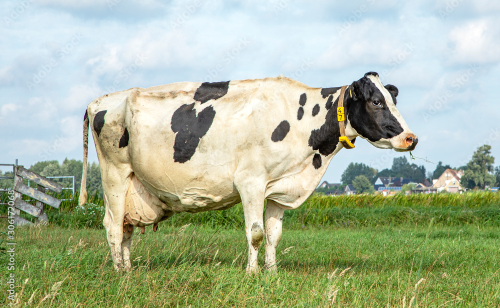 Black pied cow, friesian holstein, eating, chewing blades of grass in the Netherlands, standing in the field, the background a blue sky.